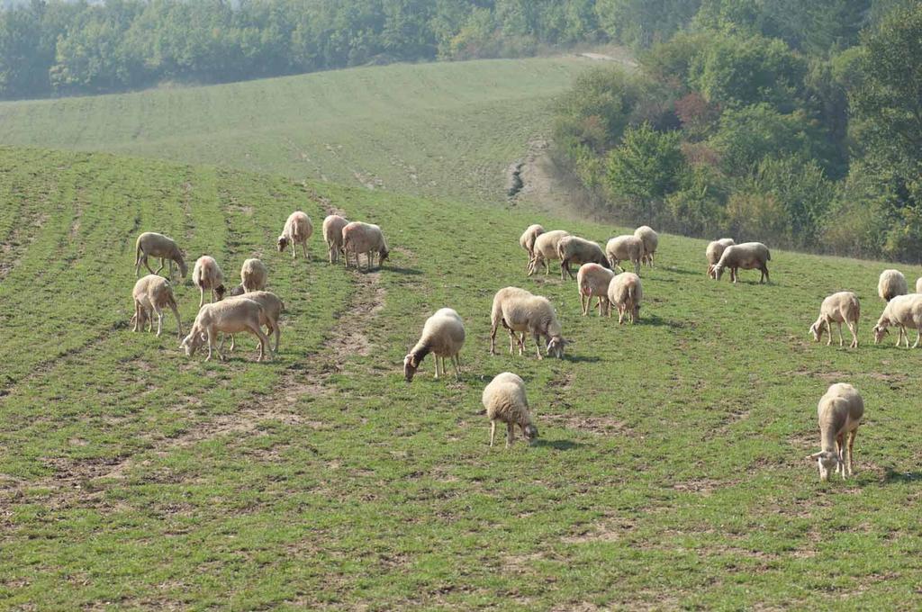 Agriturismo Ca Bella Villa San Sebastiano Curone Bagian luar foto